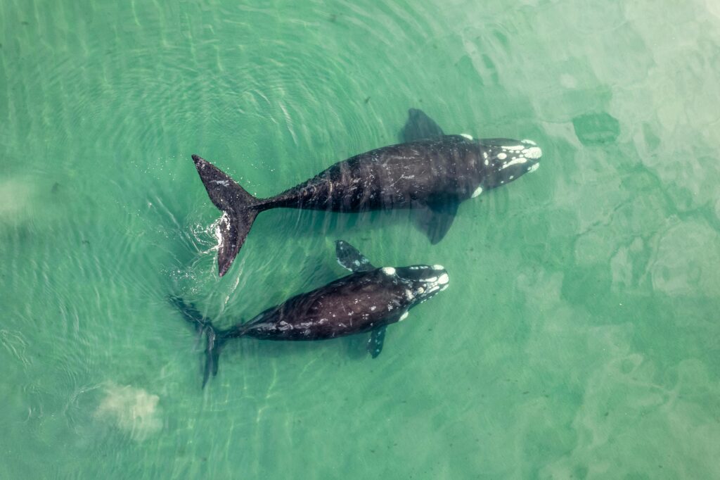 gray whales