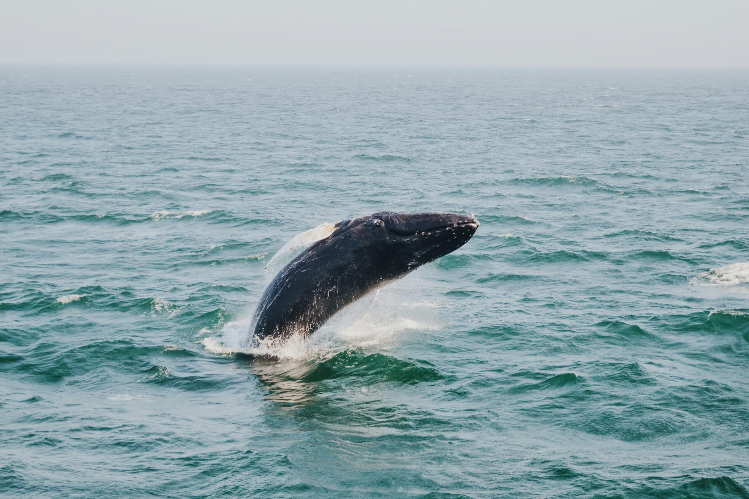 when are whales in cabo